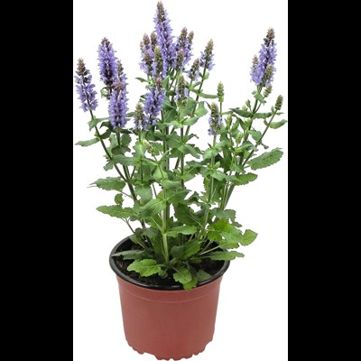 Salvia bleu viola P15 cm