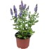 Salvia blau viola P15 cm