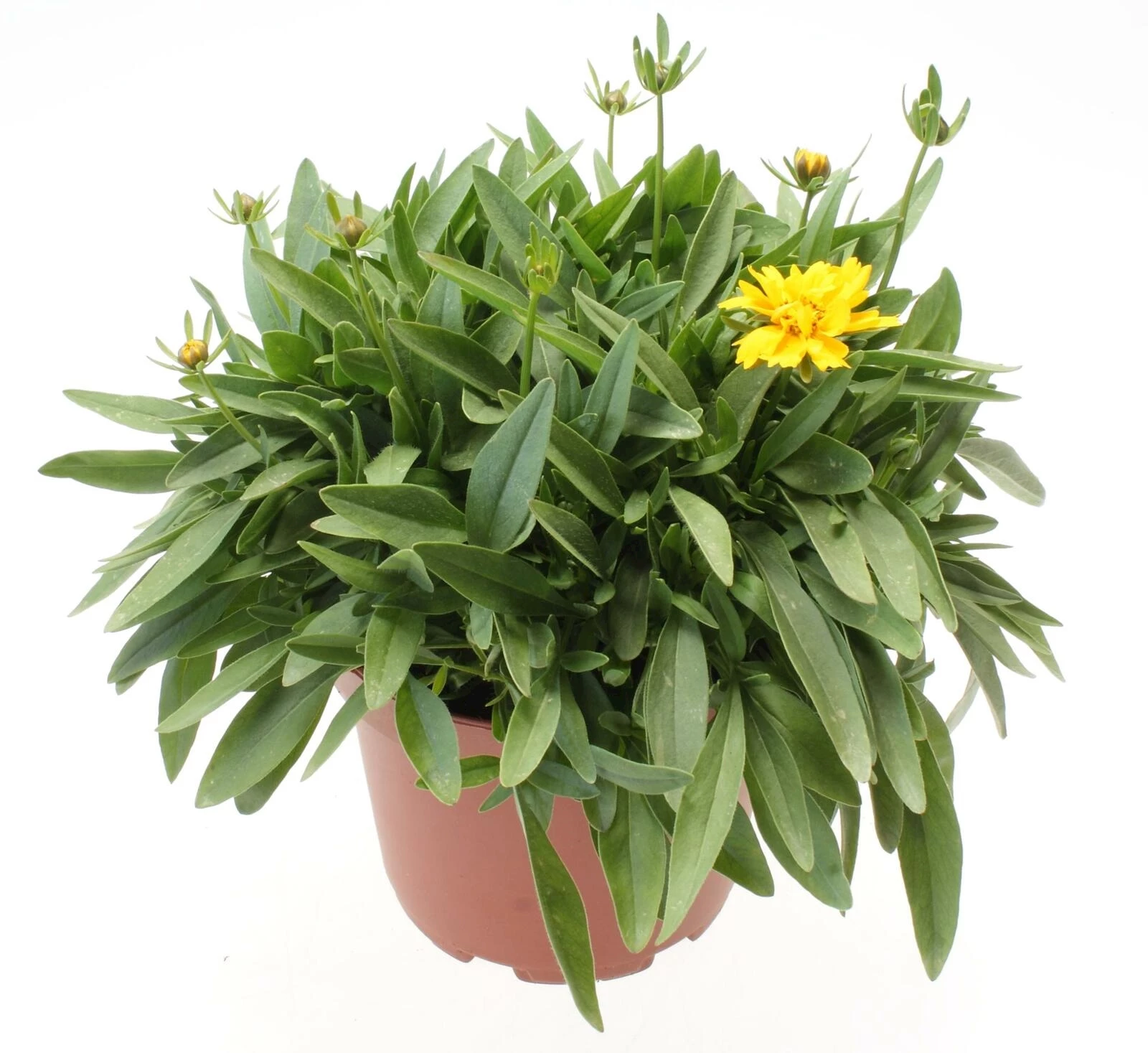Coreopsis gelb P15 cm