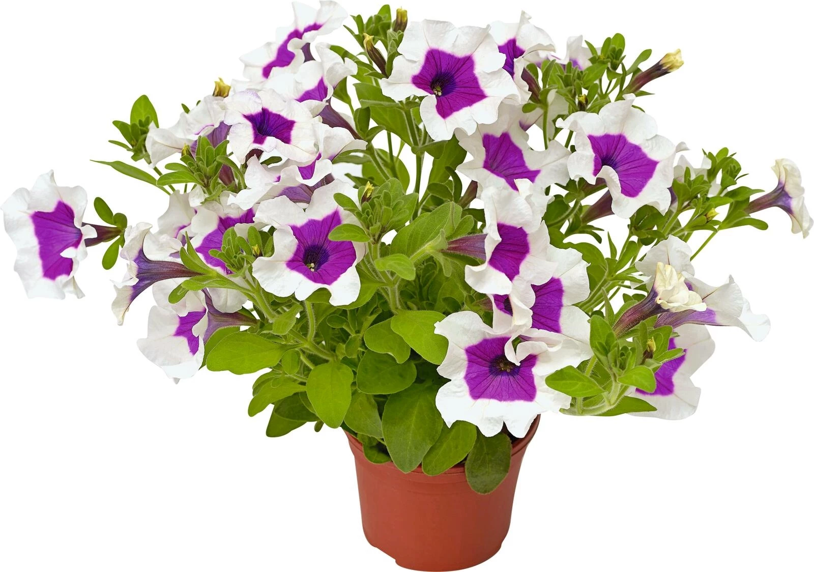 Petunia pendant Bees Knees P10.5 cm