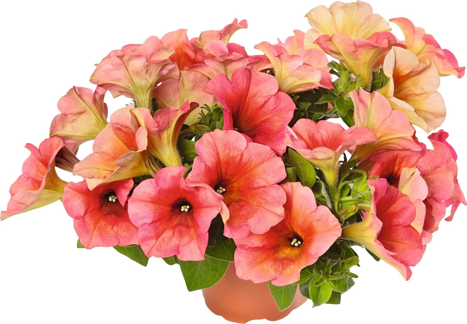 Hängepetunien Swirl Blueberry  P10.5 cm