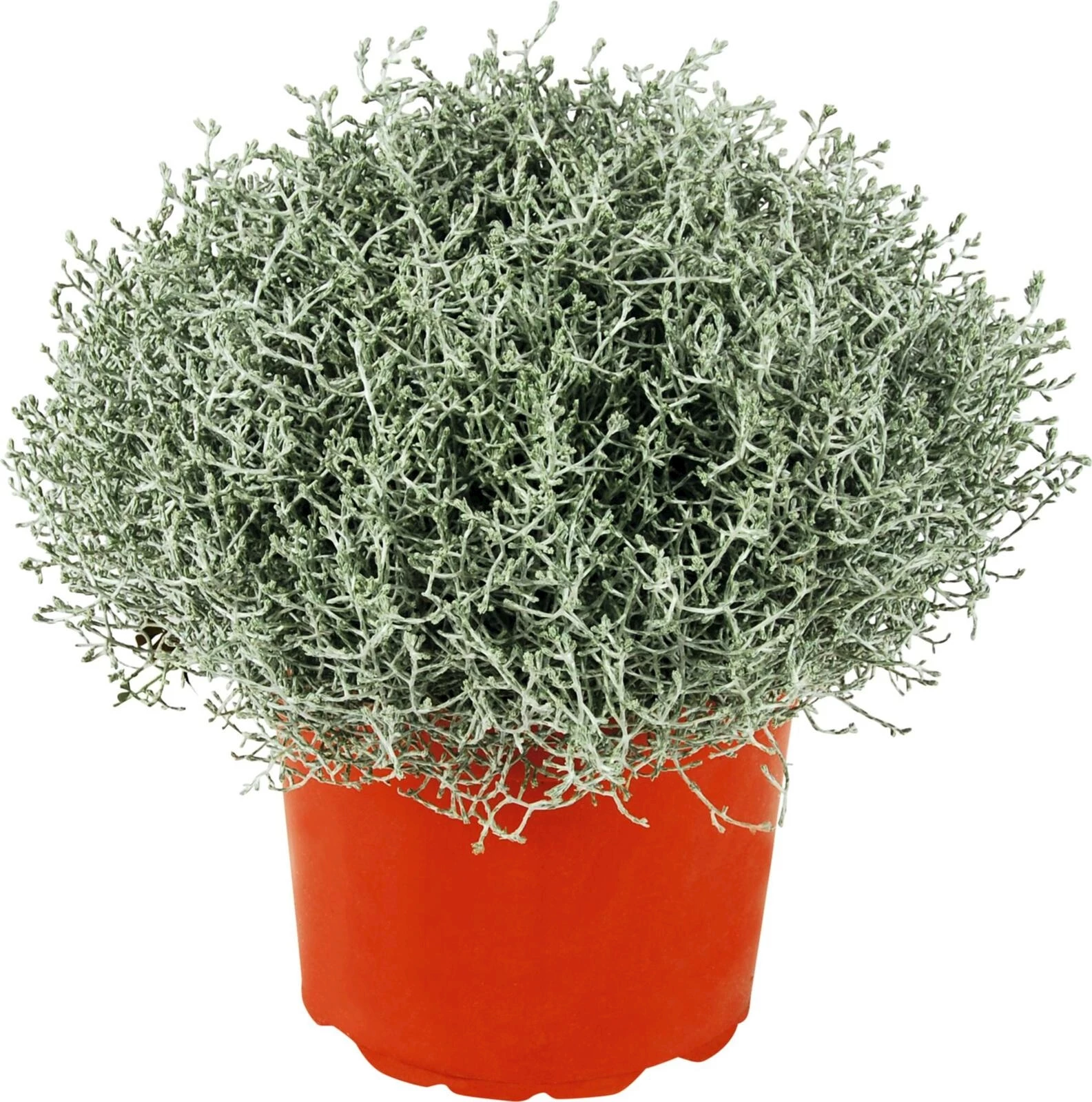 Calocephalus XL P23 cm