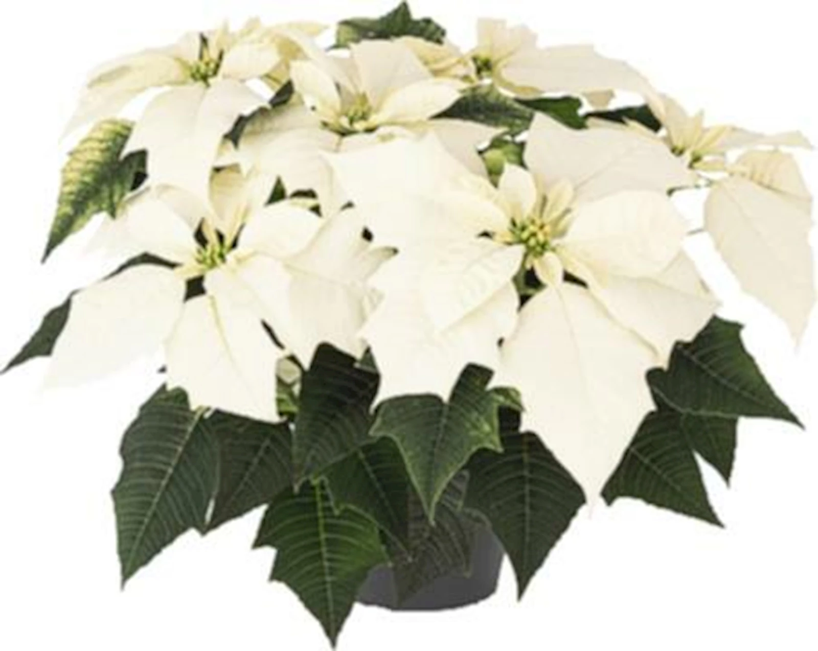 Etoile de Noël / étoile des neiges P13