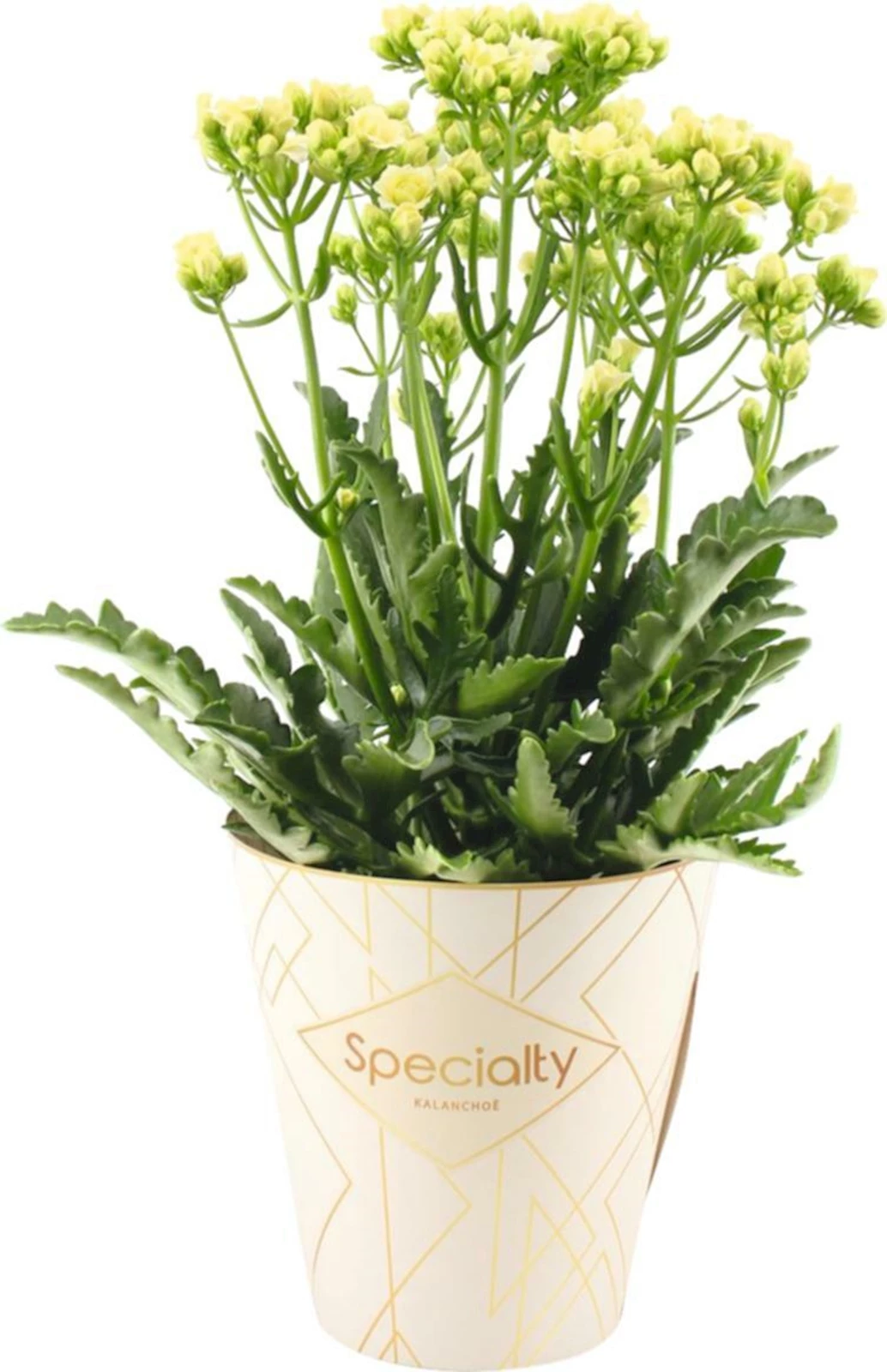 Kalanchoe Sunny White P14 cm