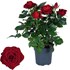 Roses Victory P10.5 cm