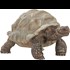 Riesenschildkröte Schleich