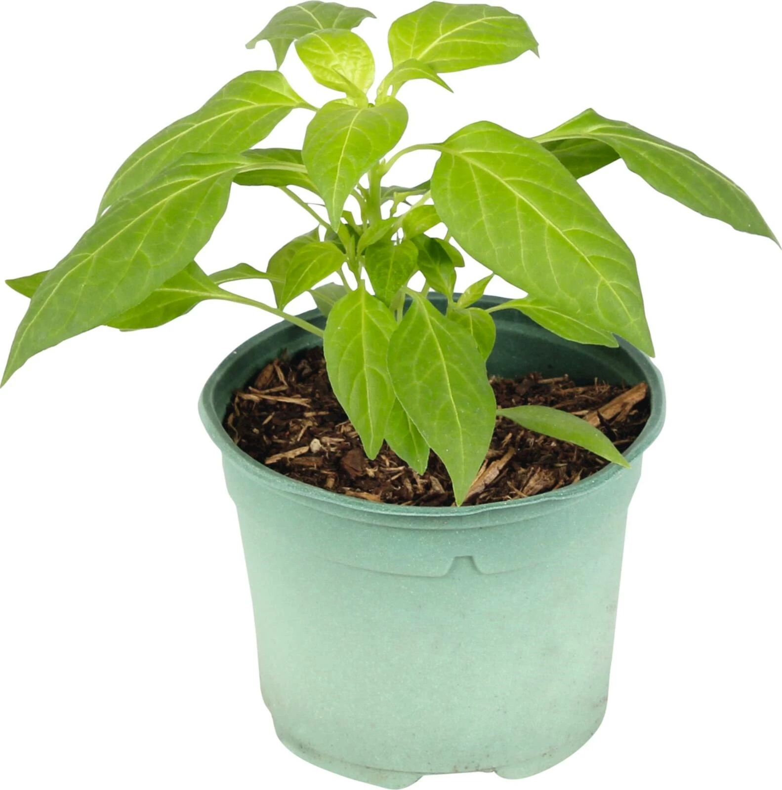 BIO Peperoni 'Sigaretta di Bergamo' grü kaufen Setzlinge u. Gemüse