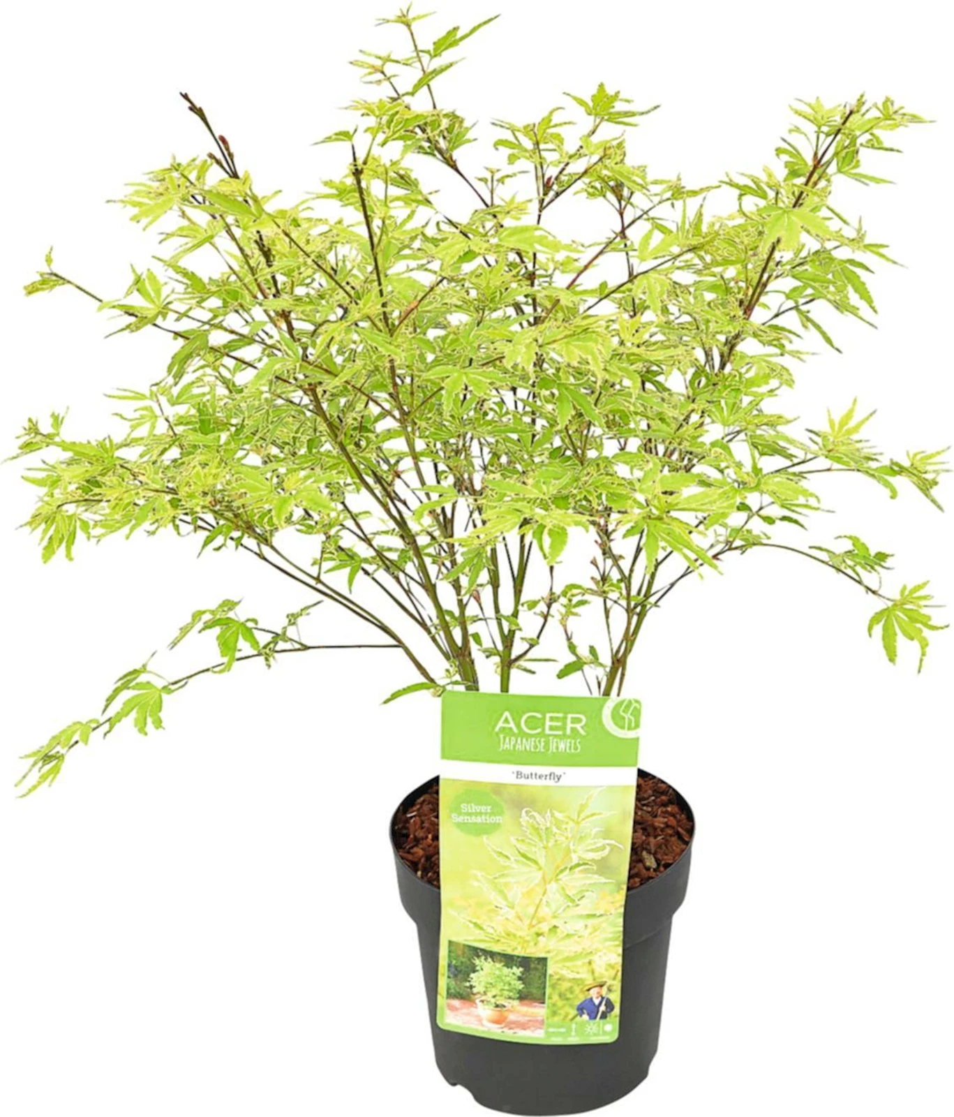 Acer palm.Butterfly P19 cm