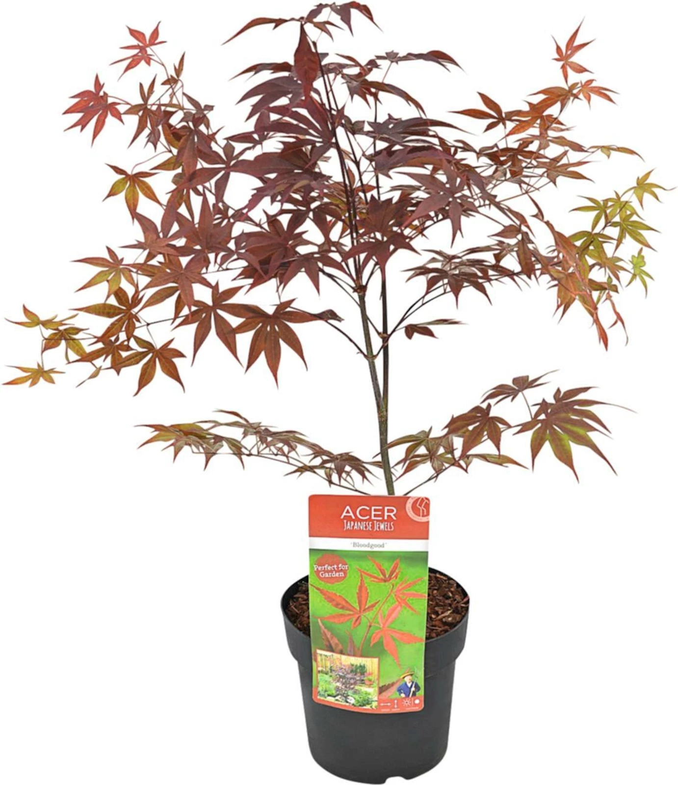 Acer palm.Bloodgood P19 cm