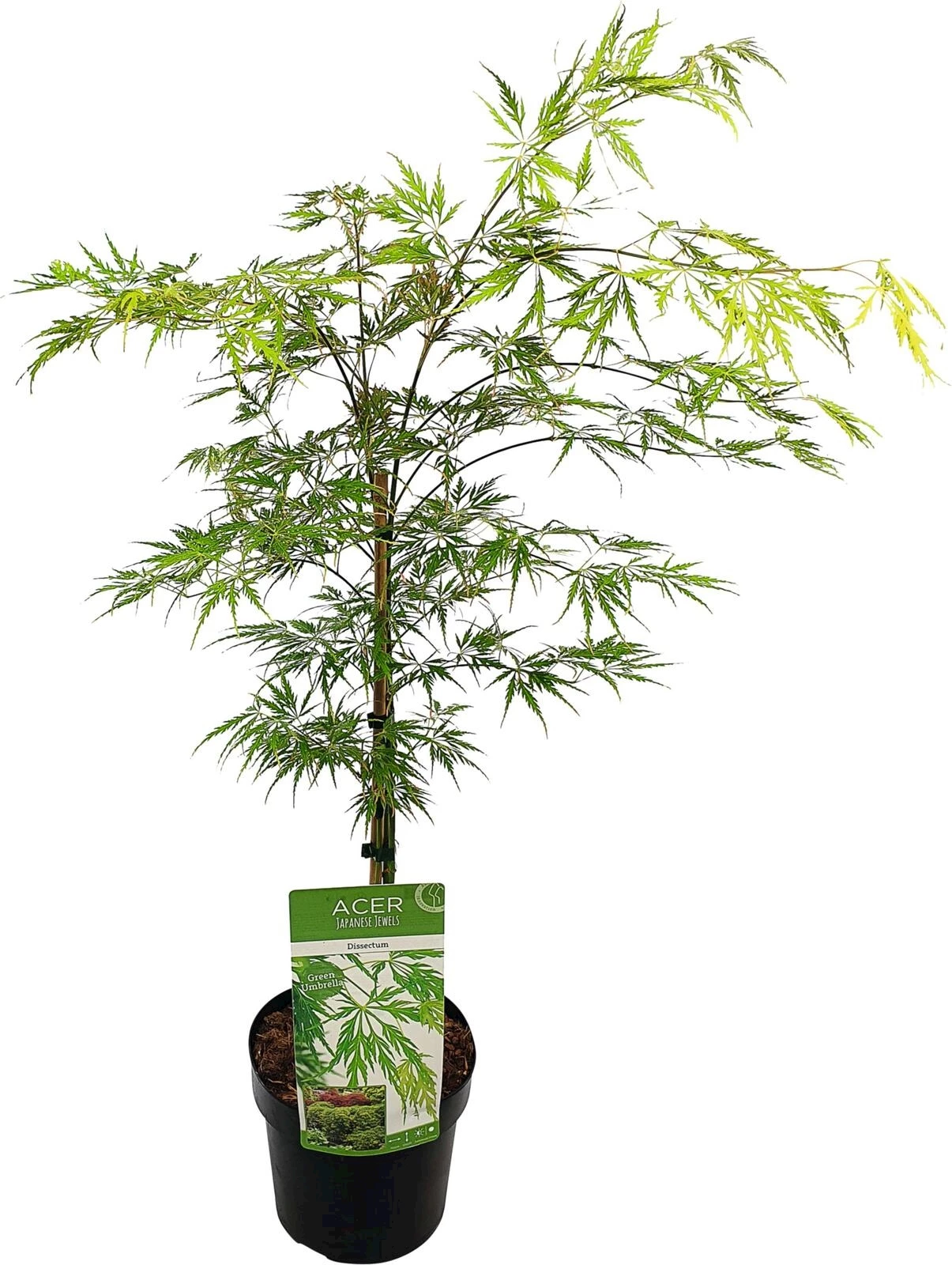 Acer palm.Dissectum P19 cm