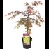 Acer palm.Garnet P19 cm