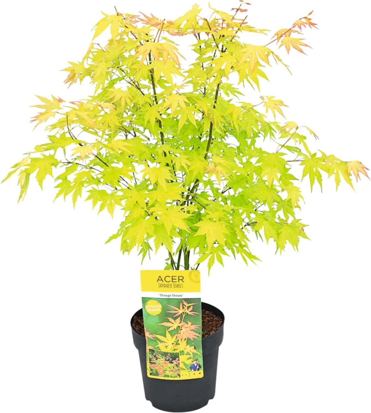 Acer palm.Orange Dream P19 cm