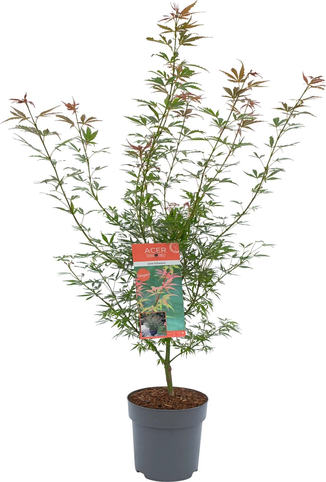 Acer palm. In Sorten P26 cm