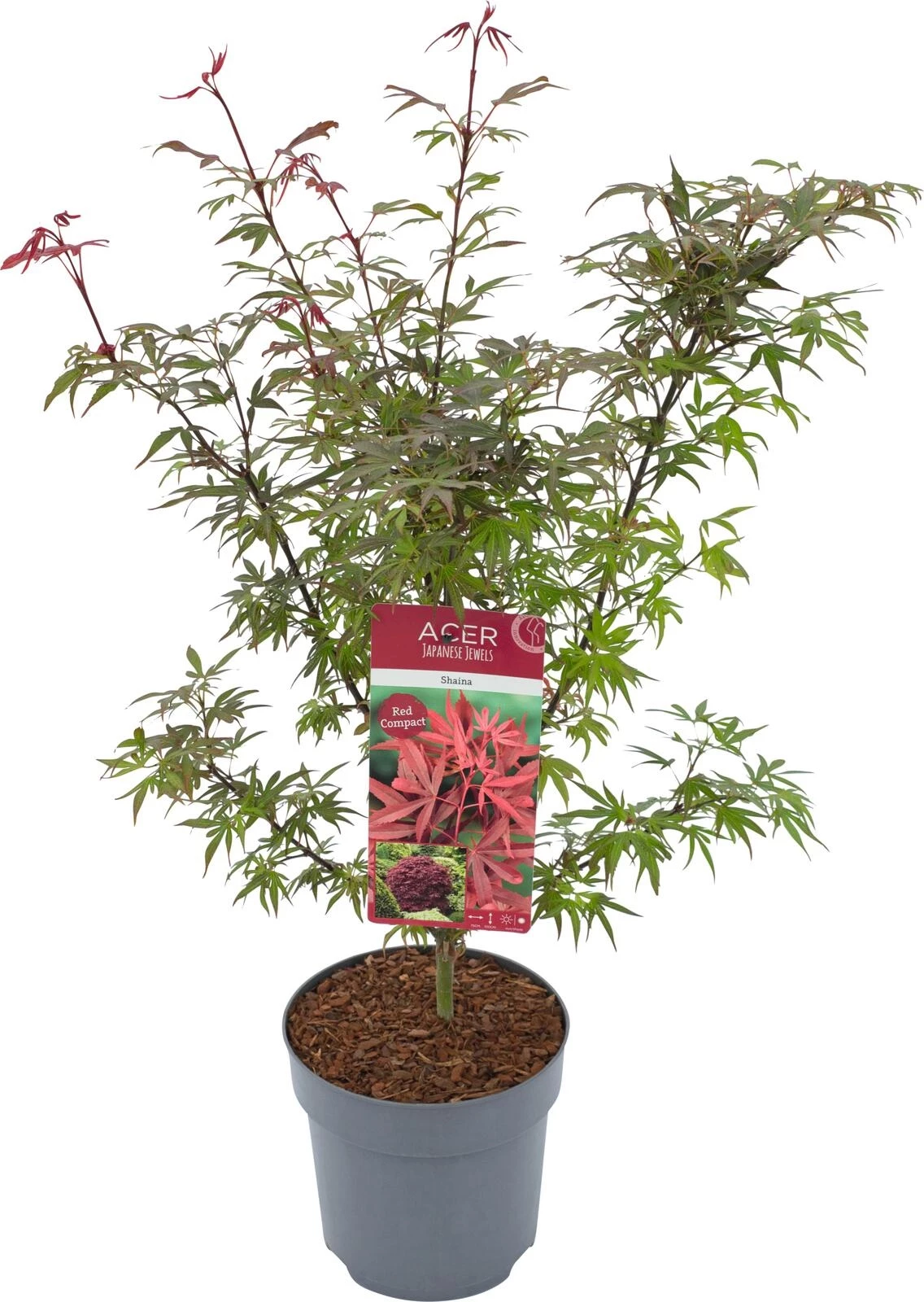 Acer palm. Shaina P26 cm