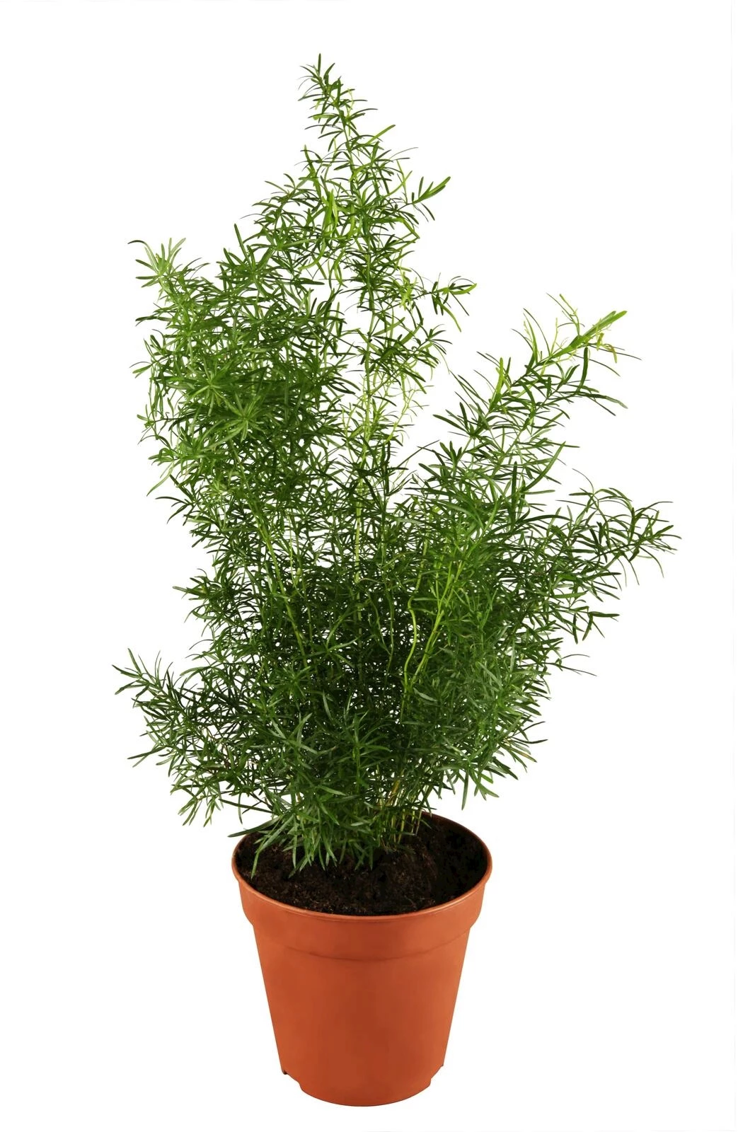 Asparagus sprengeri P12 cm kaufen Einjährige Beet u. Balkonpflanzen LANDI