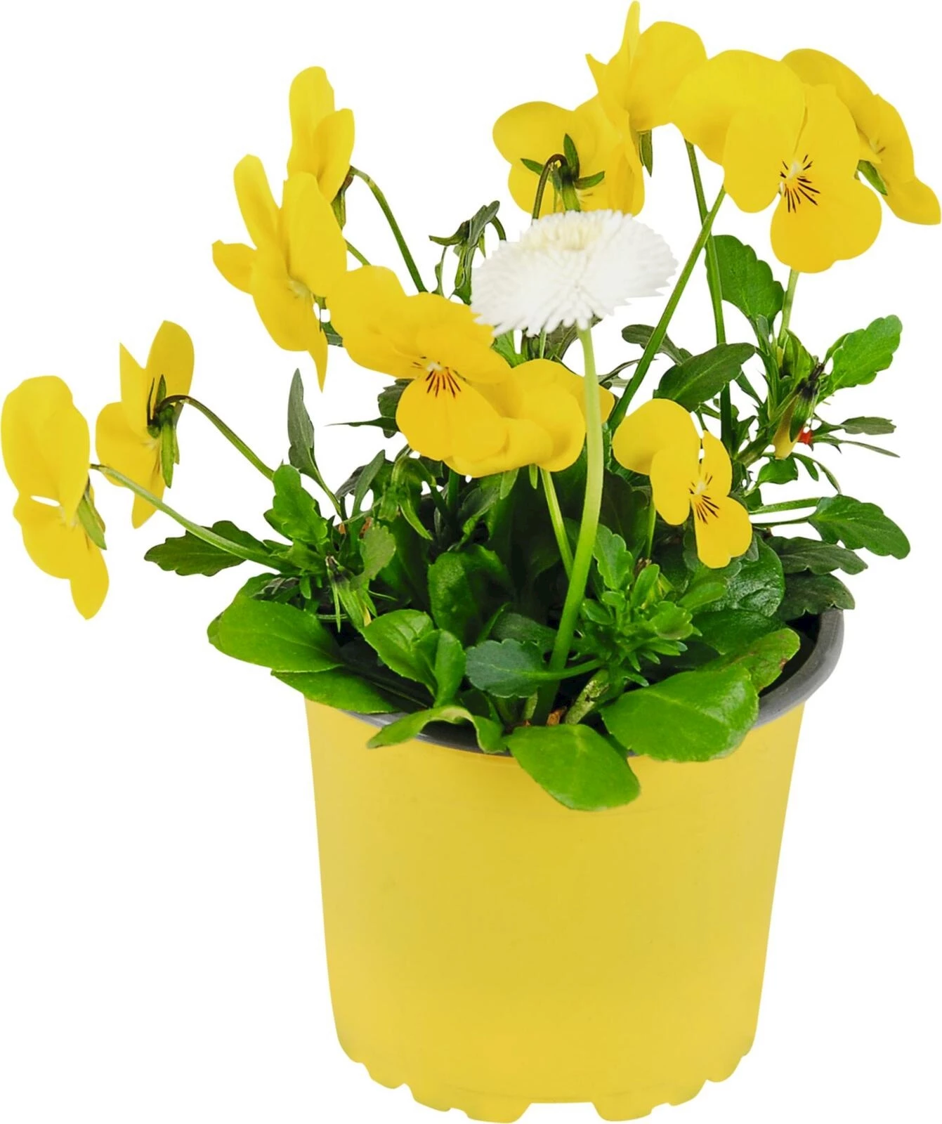 Viola cornuta & Bellis Duo P10.5 cm