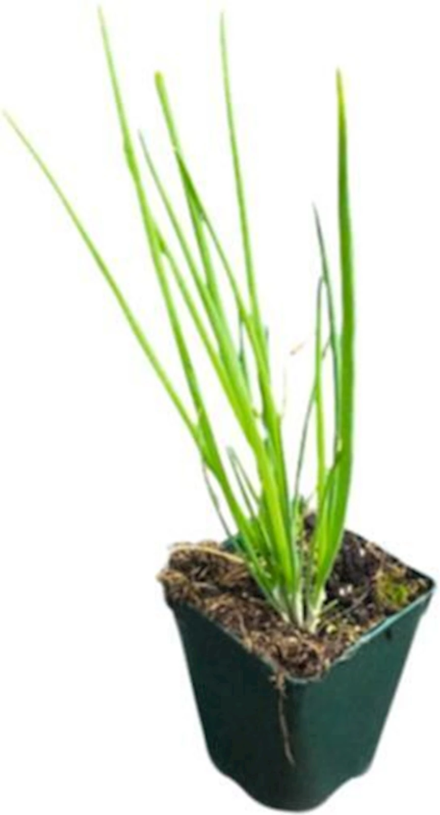 Etagenzwiebel P1 .3 l