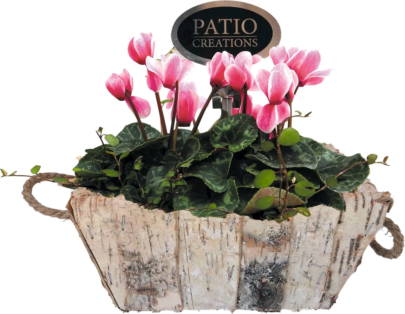 Arrangement i. Birkentopf P21×13cm