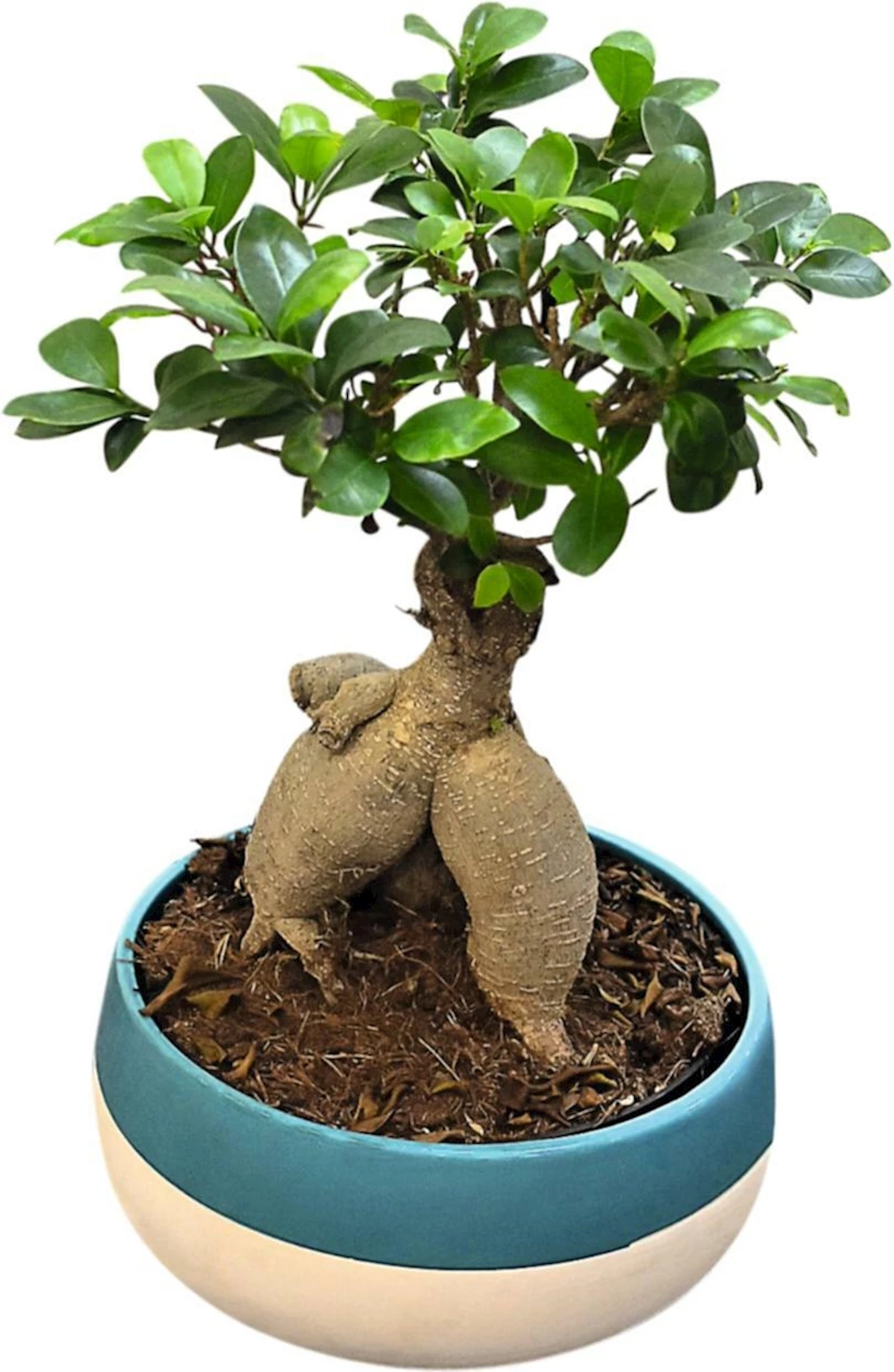 Bonsai Ginseng Schale P22 cm kaufen Zimmerpflanzen LANDI