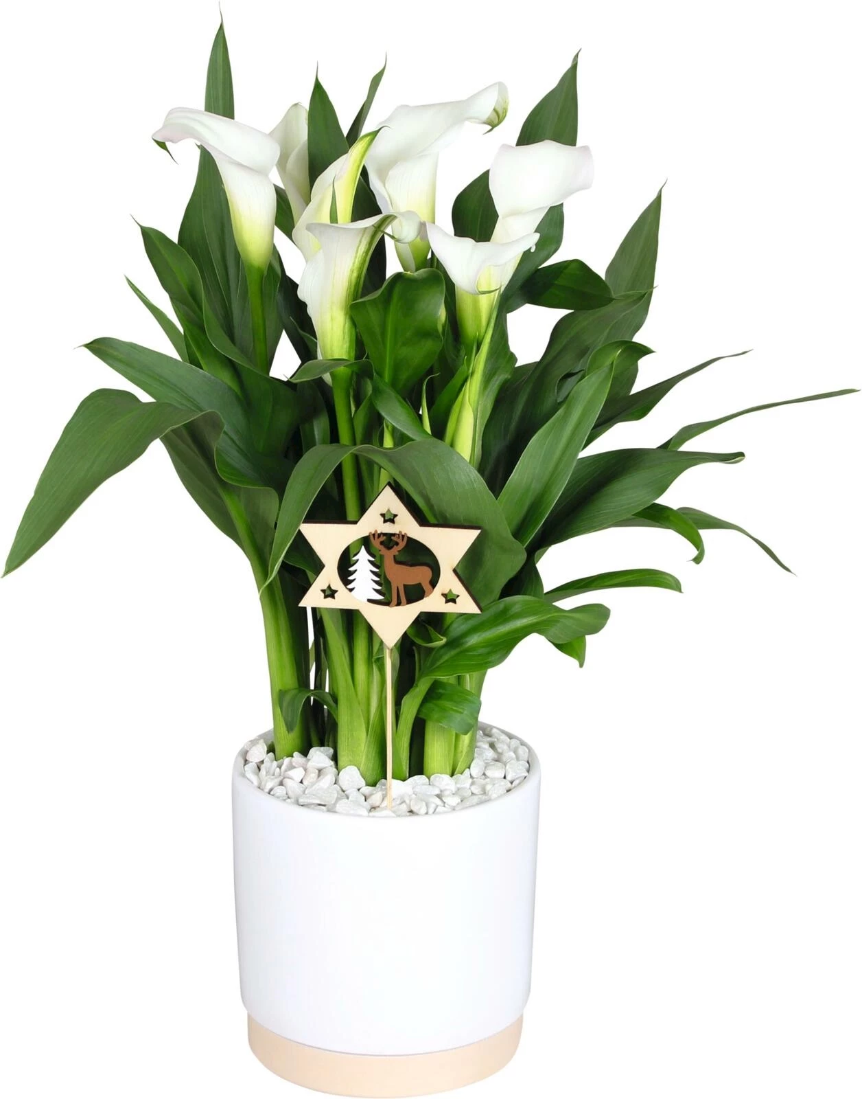 Calla Crystal Blush P14 cm