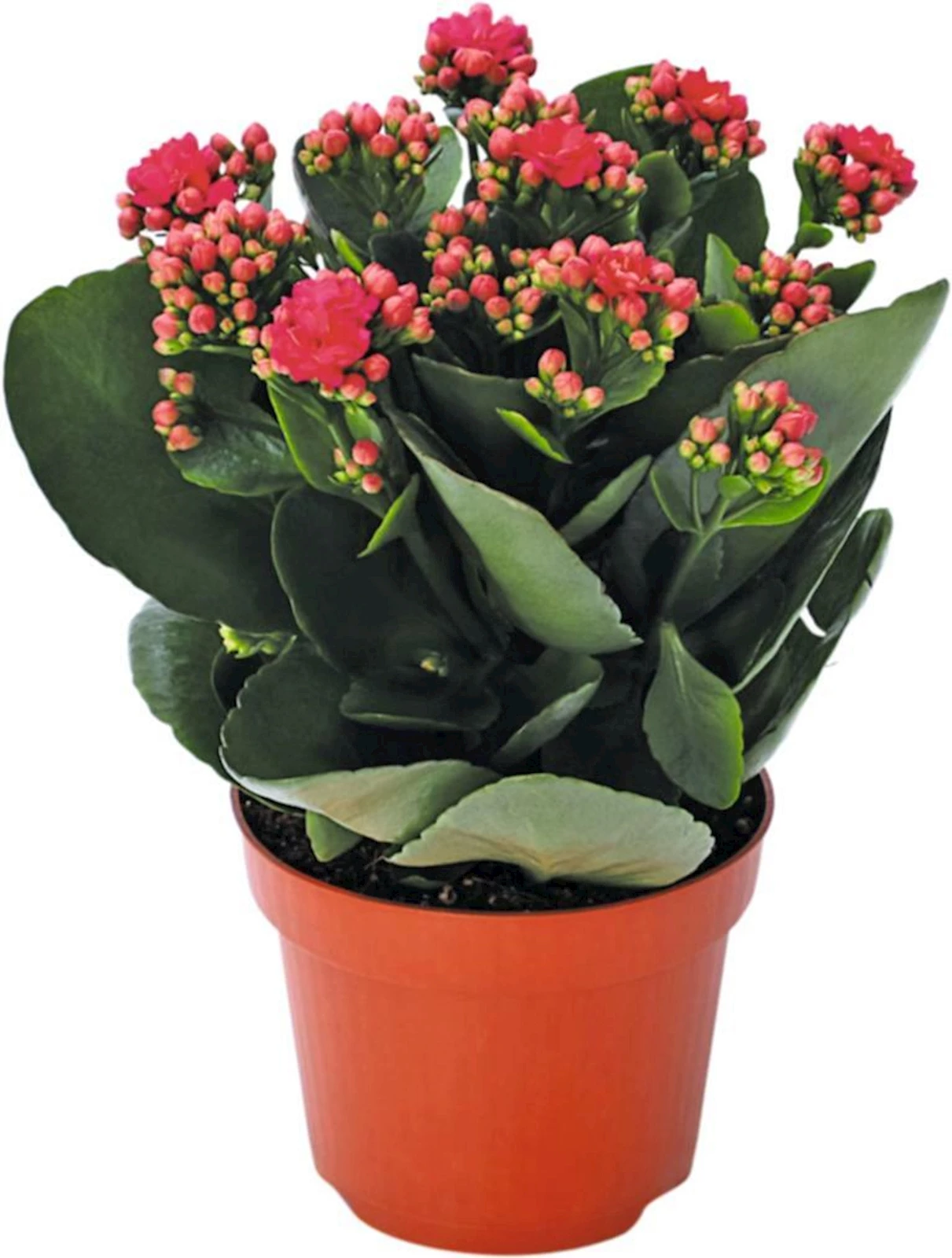 Kalanchoe Twinkly P12 cm