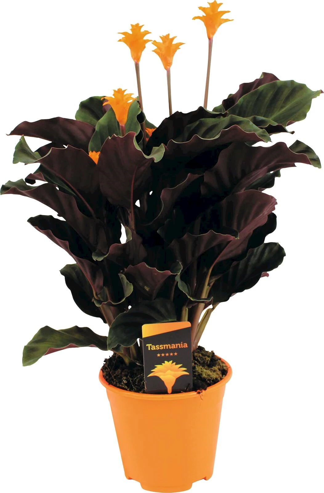 Calathea Crocata 5+ P14 cm