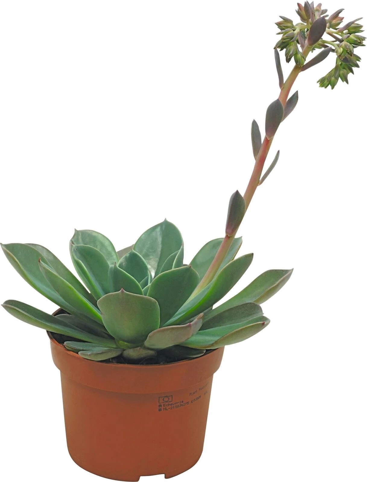 Echeveria Blue Prince P10.5 cm