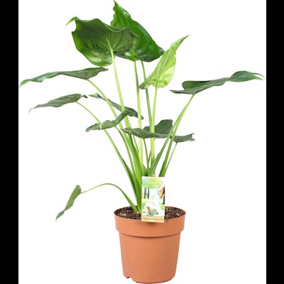 Plantes verte P21 cm