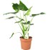 Plantes verte P21 cm