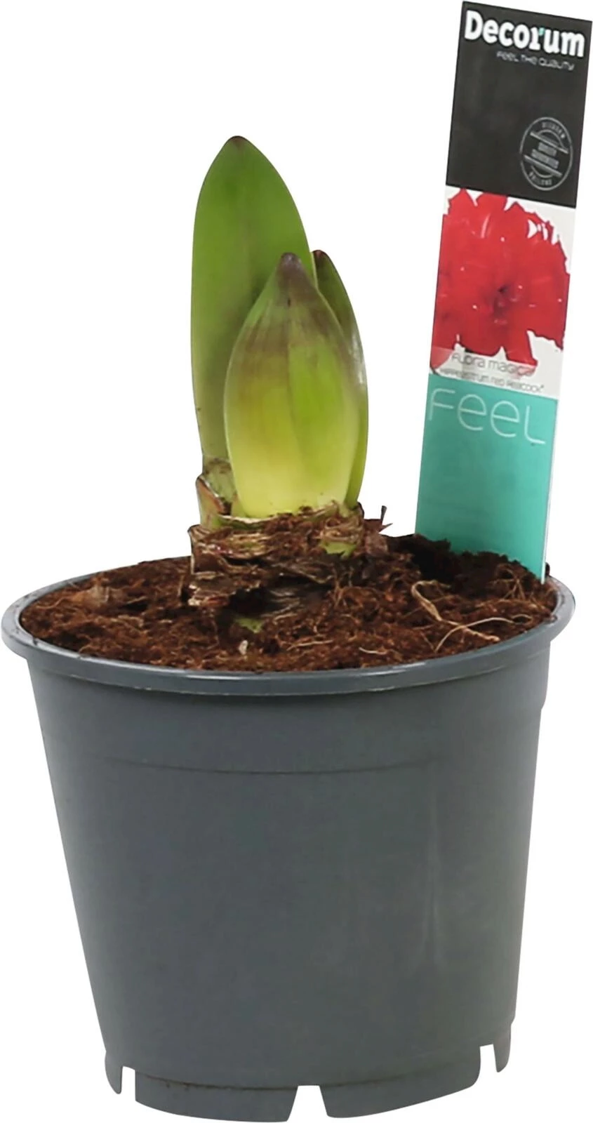 Amaryllis Exclusiv P14 cm
