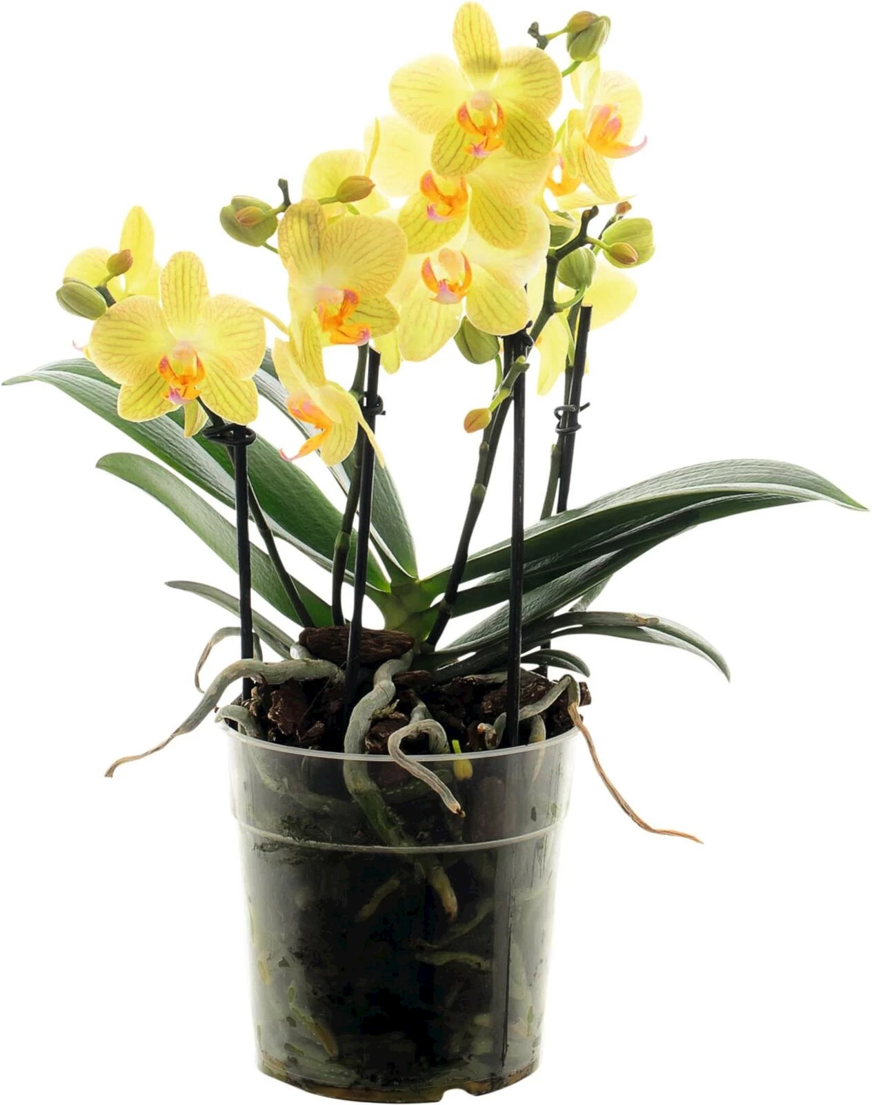 Phalaenopsis Bouquetto P12 cm