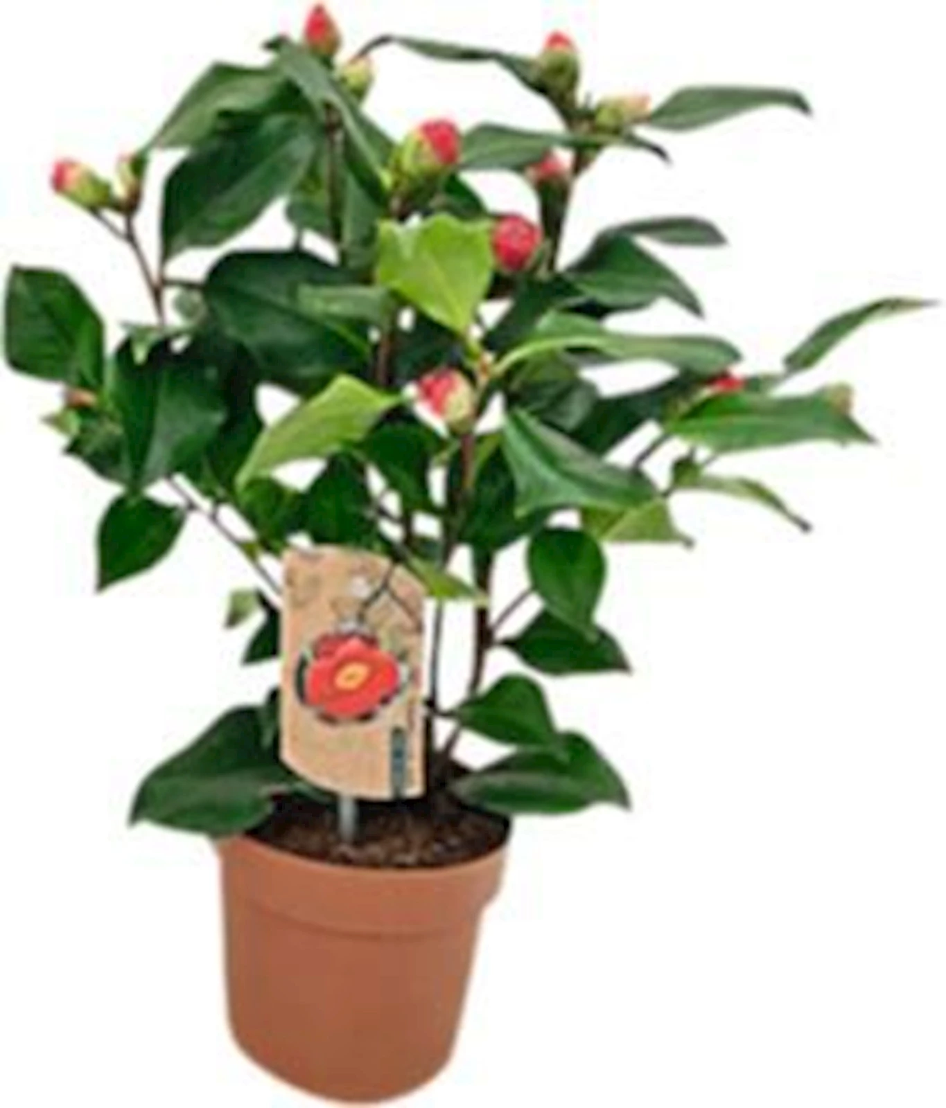 Camelia 8-12+ Bl. P12 cm