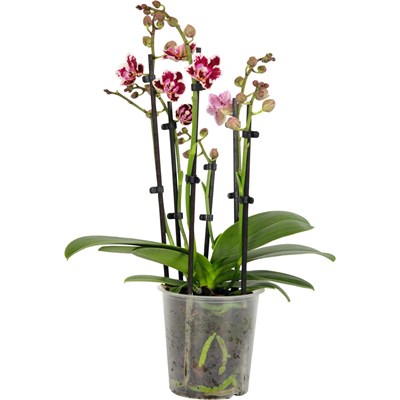 Phalaenopsis Multiflora 4 Ri. P12 cm