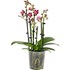 Phalaenopsis Multiflora 4 ti. P12 cm