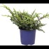Juniperus Mix P13 cm