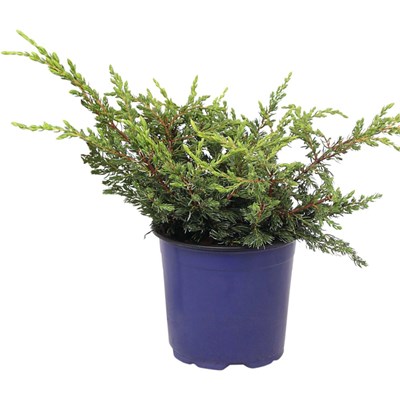 Juniperus Mix P13 cm