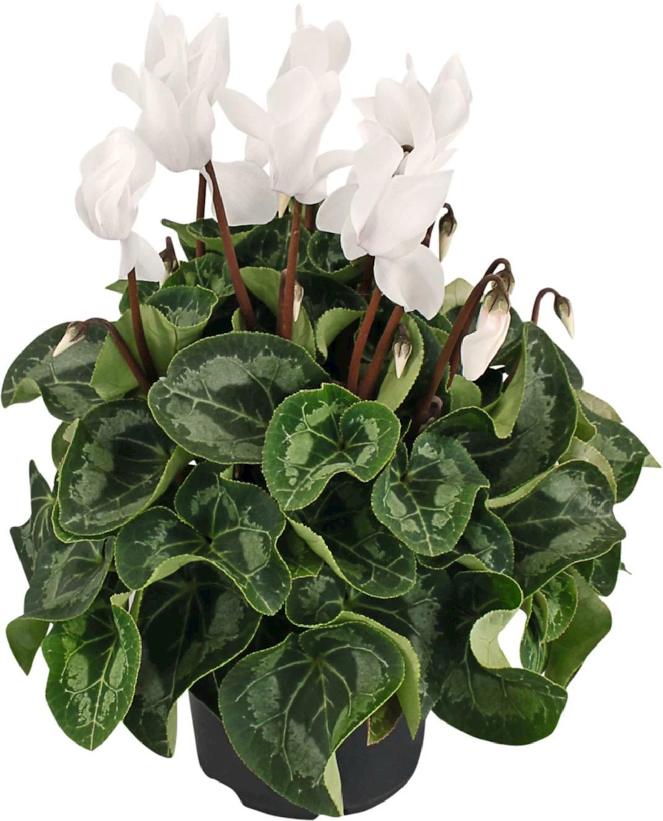 Cyclamen XXL P15 cm