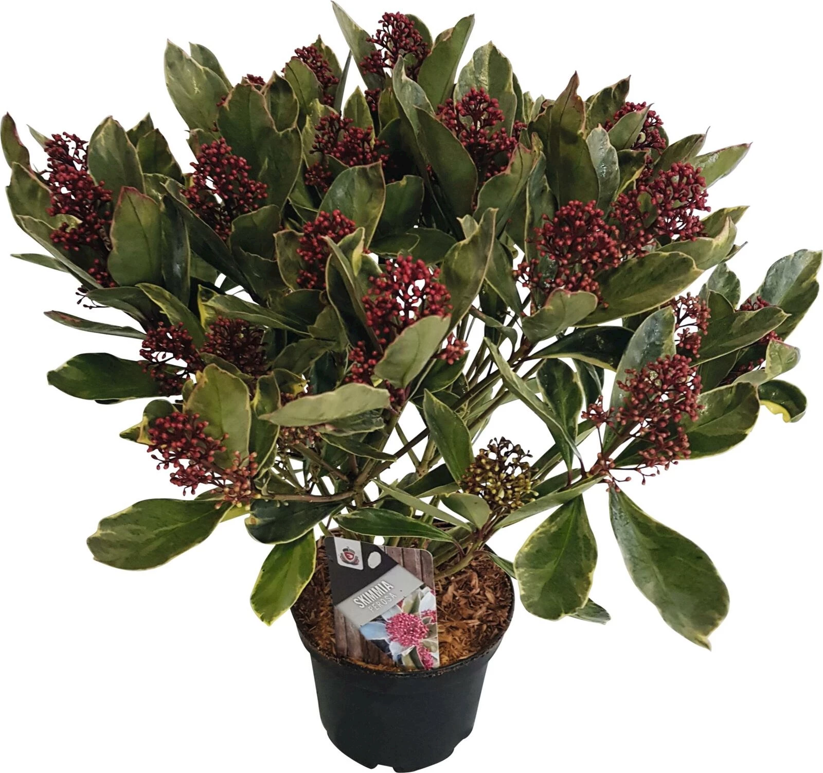Skimmia Perosa P15 cm