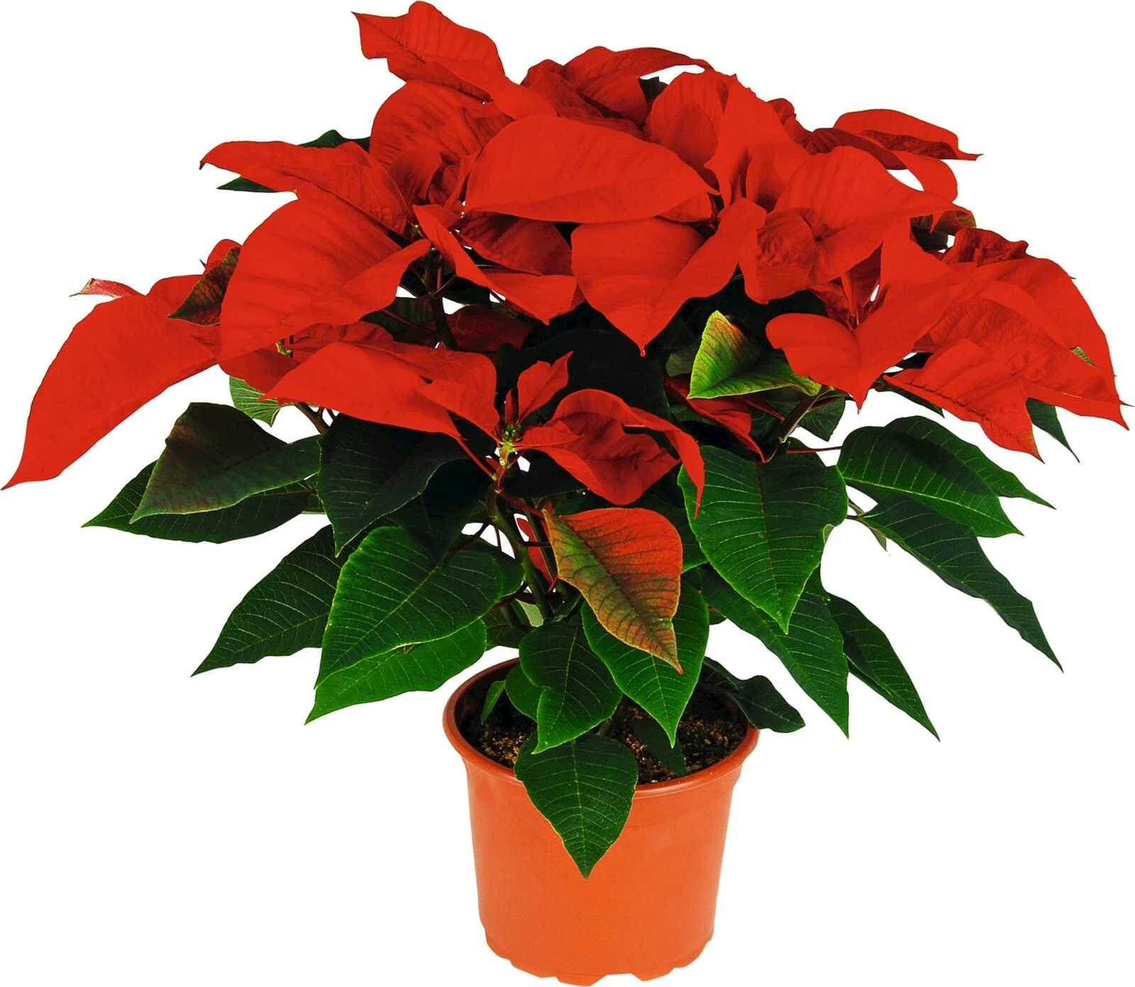 Etoile de Noël XL P17 cm