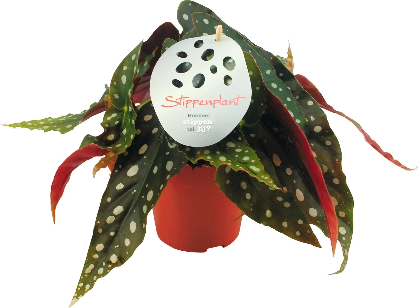 Begonia maculata P12 cm