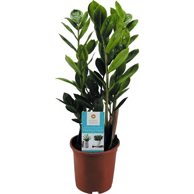 Zamioculcas zamiifolia P14 cm