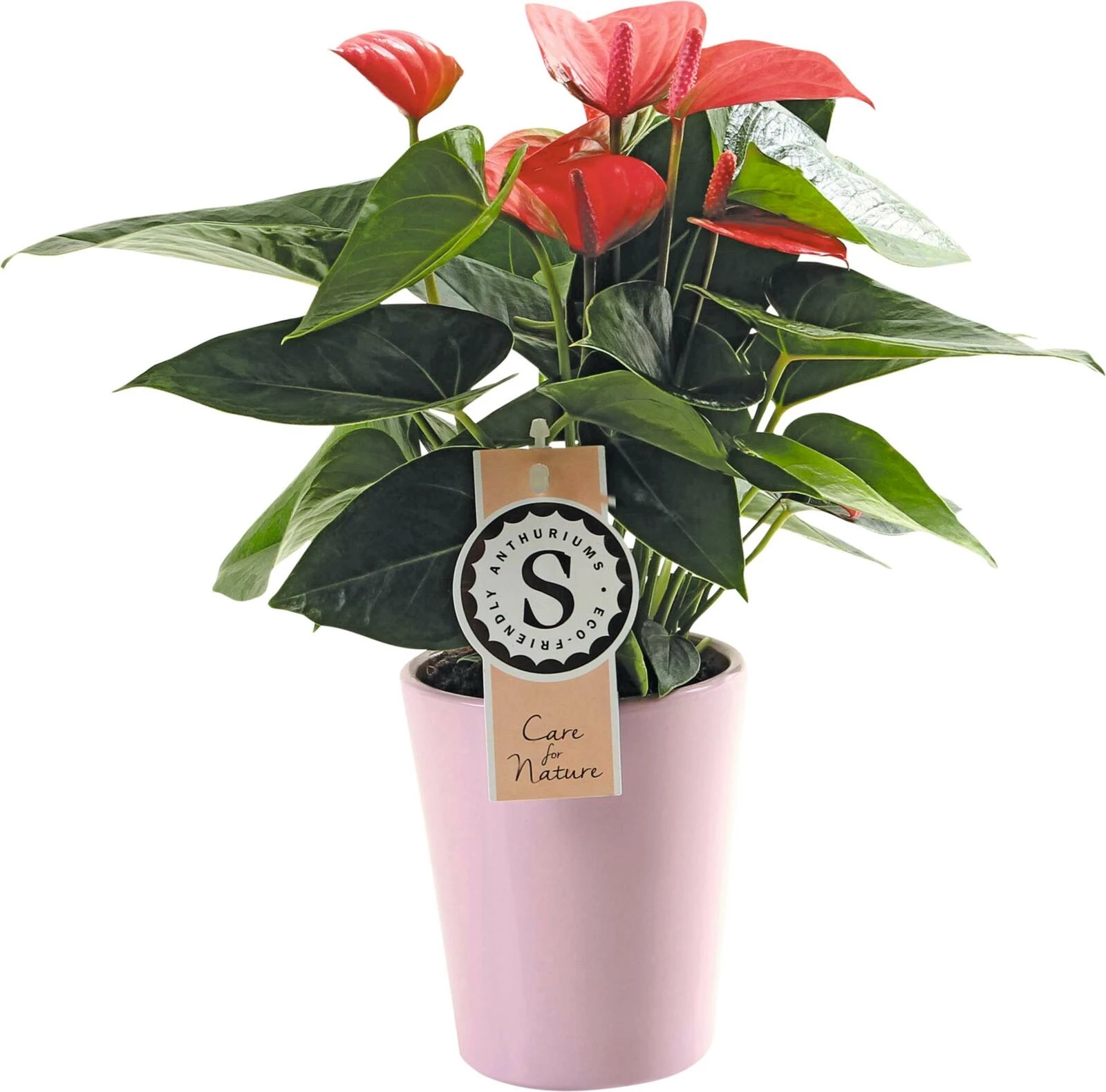Anthurium Mix UT P9 cm