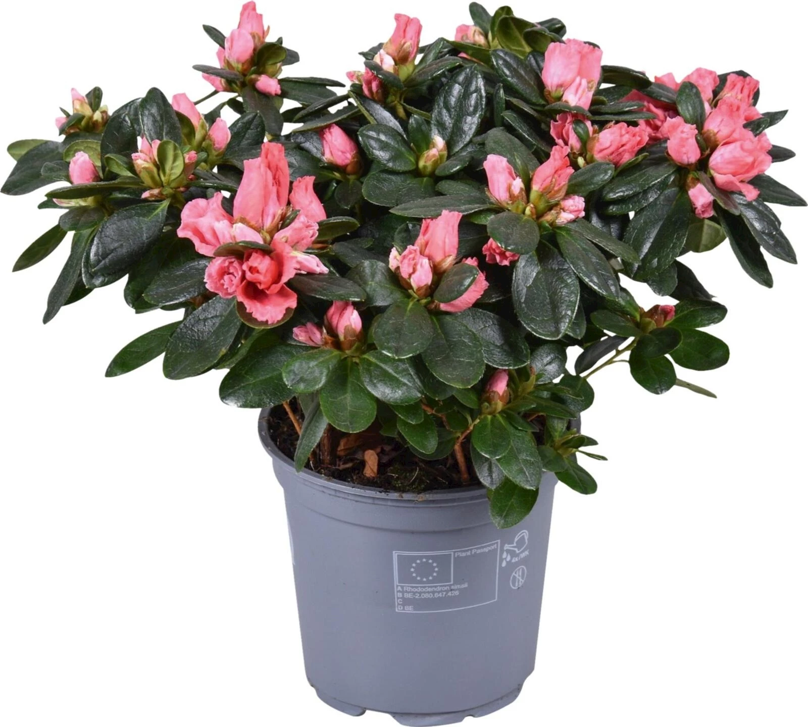 Azalea P12 cm