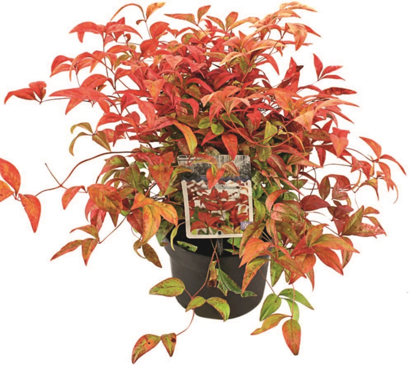 Nandina dom. Firepower P17 cm