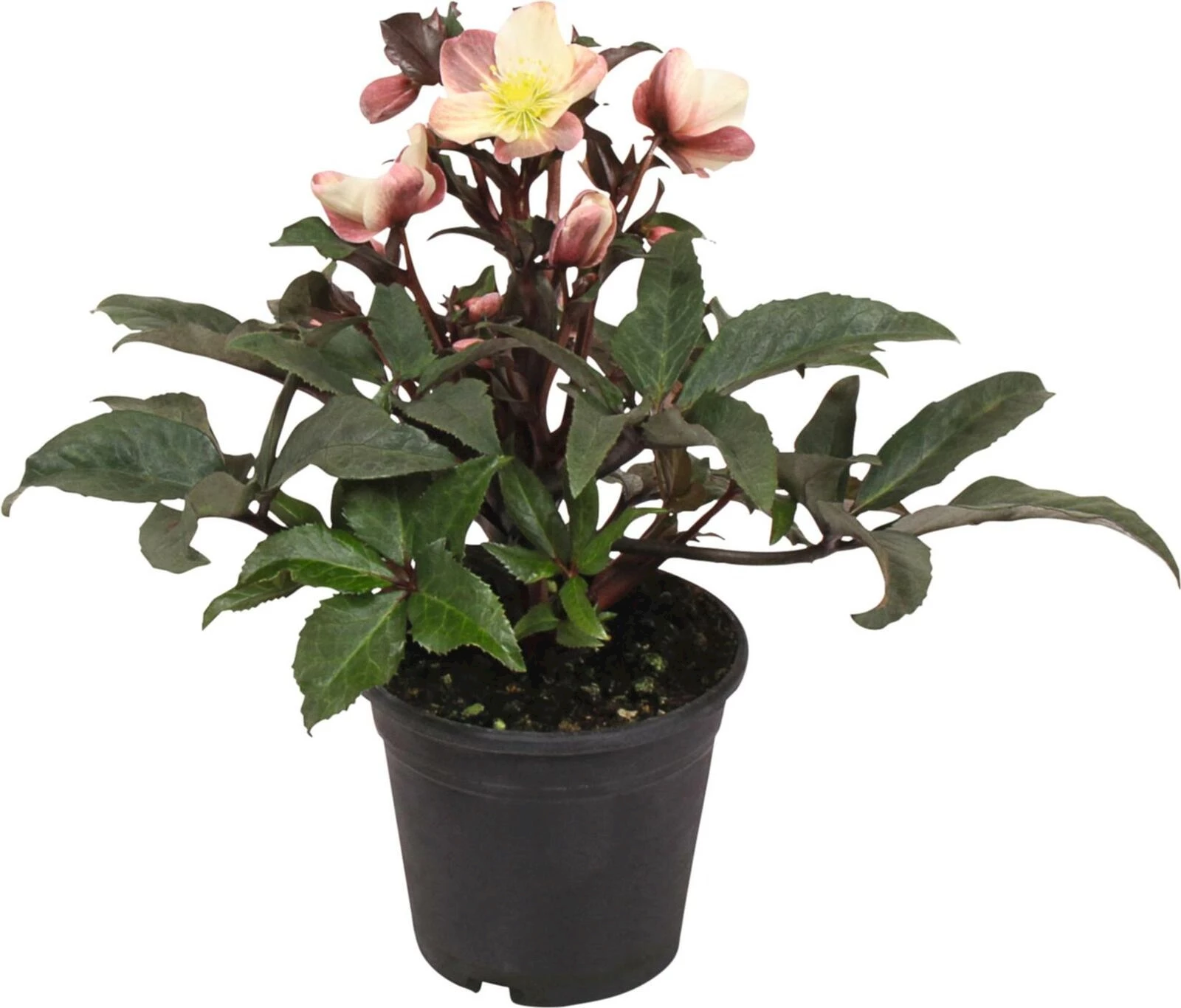 Helleborus Maestro P15 cm