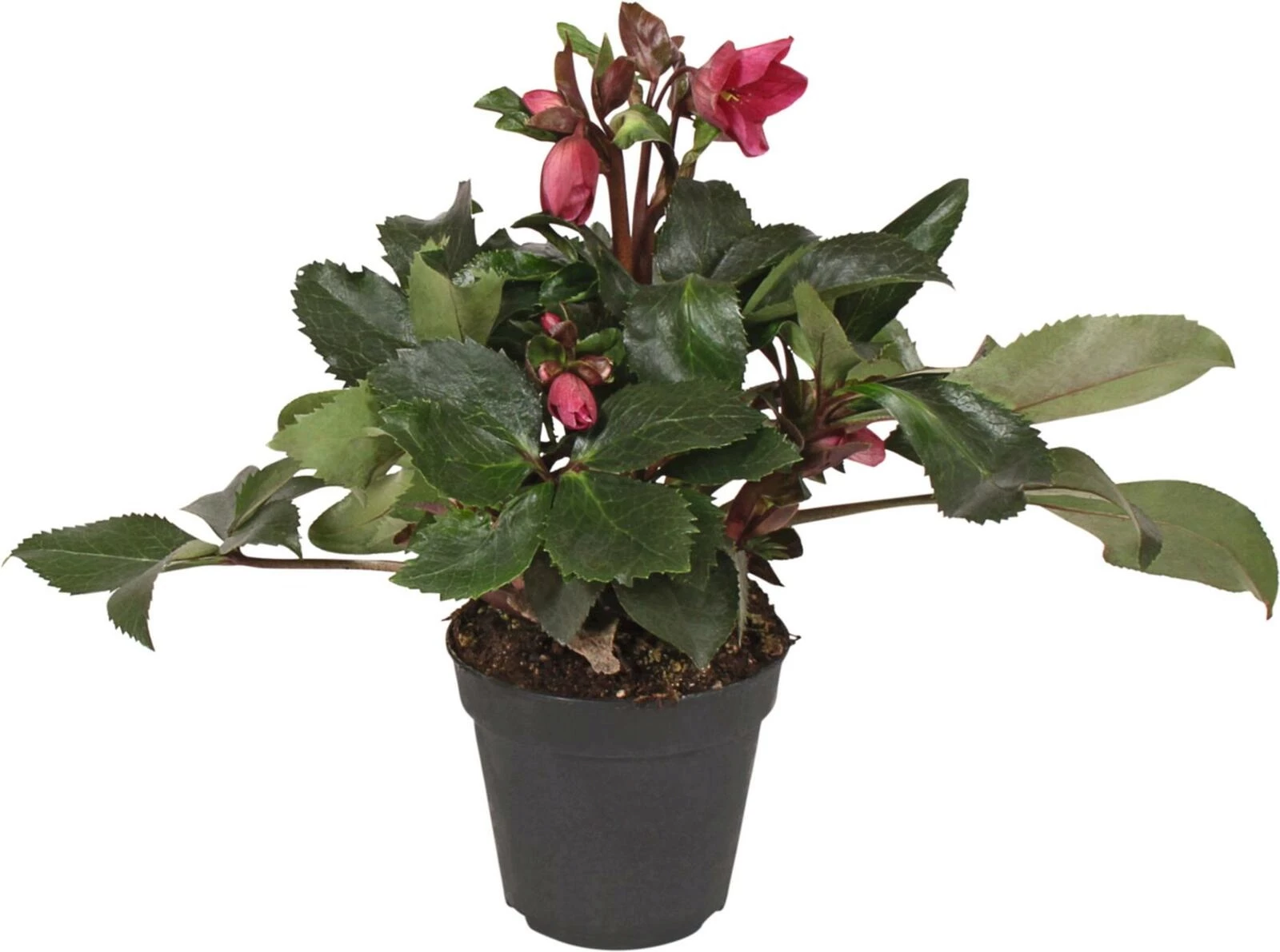 Helleborus Ice N Roses red  P15 cm