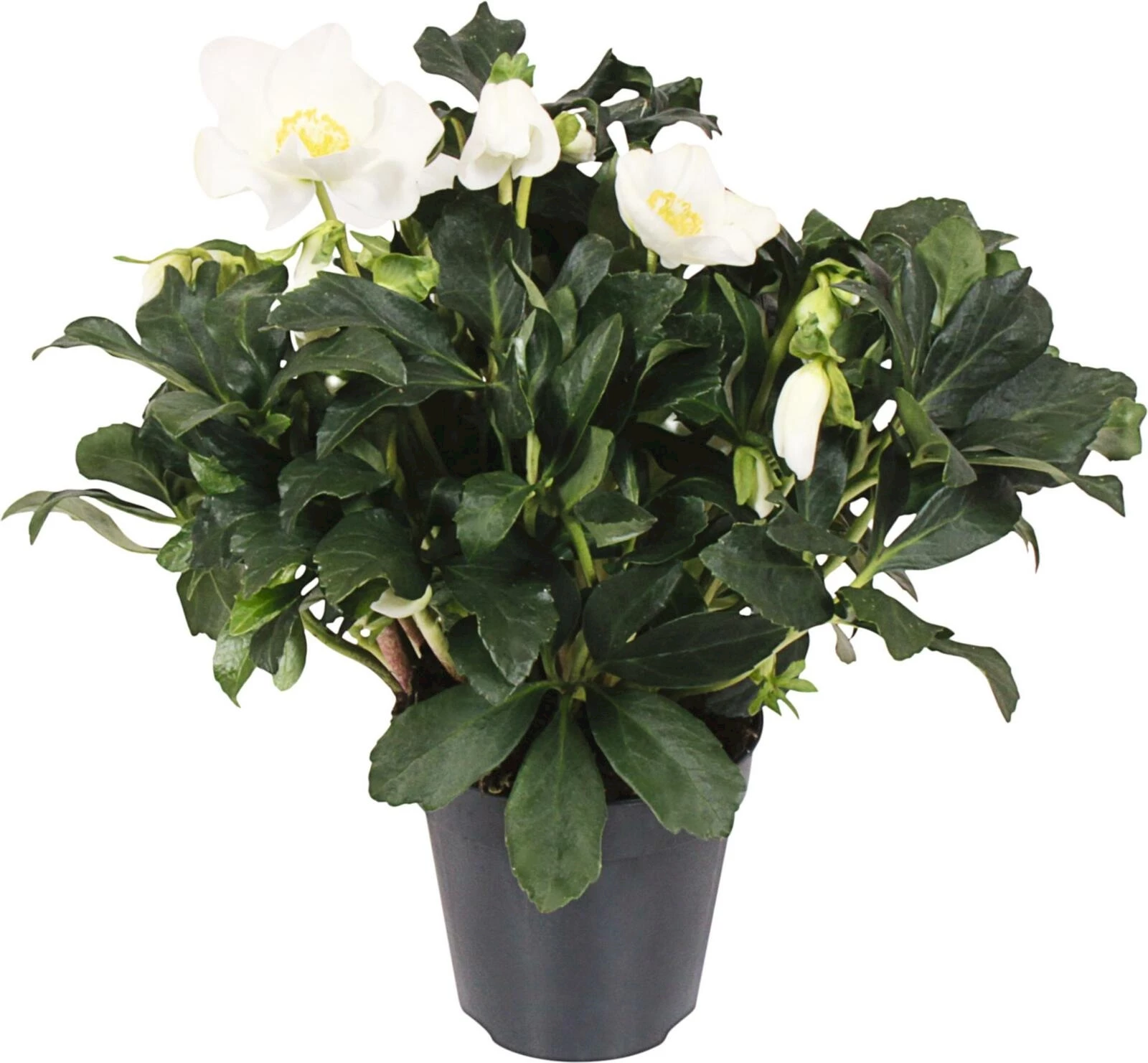 Helleborus Gold Collection P13 cm