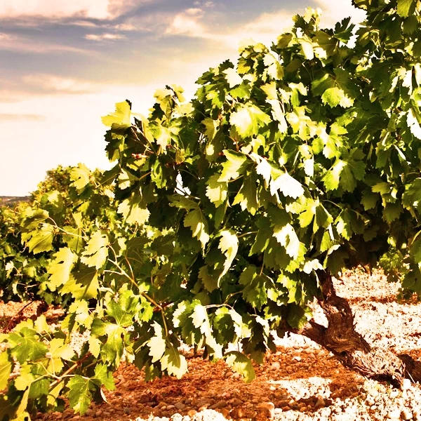 Gran Pasas Monastrell 75 cl