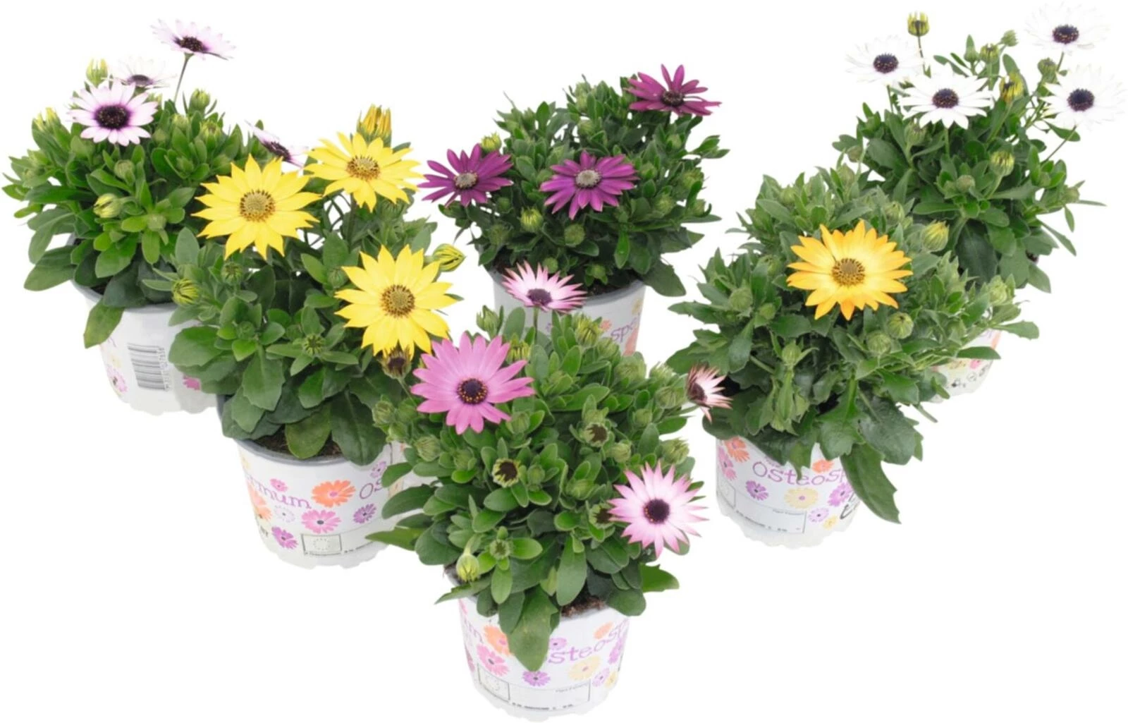 Osteospermum Mix P10.5 cm