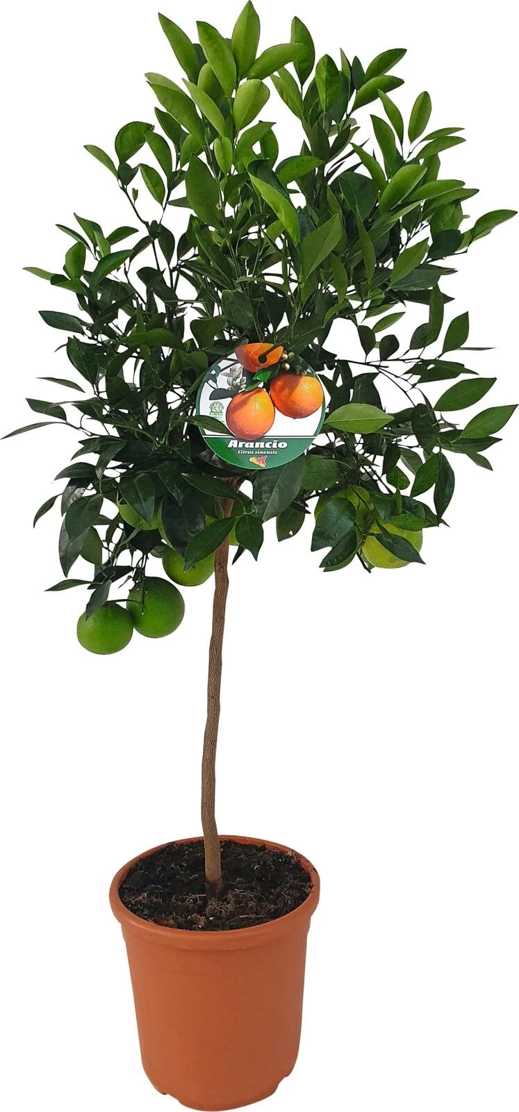 Citrus Stamm P24 cm